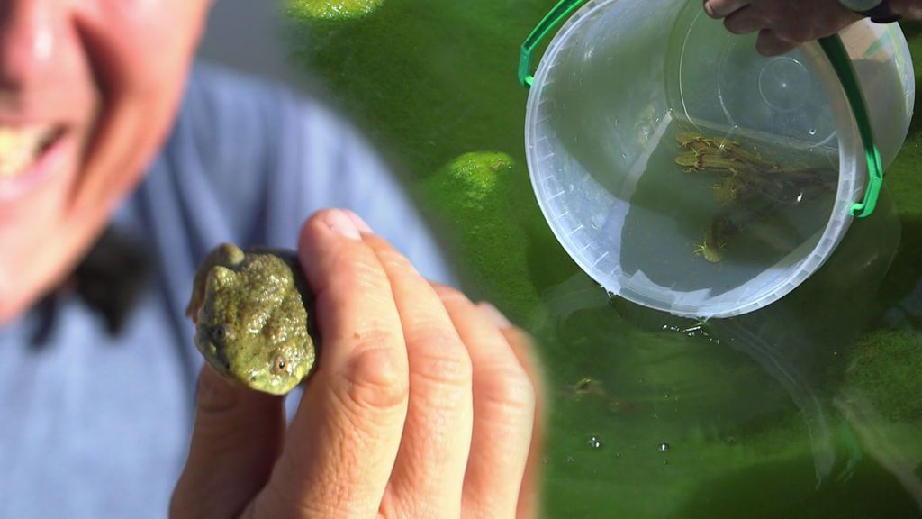 ¡Emocionante! Kike Calleja participa en el rescate de gallipatos, un anfibio en situación crítica