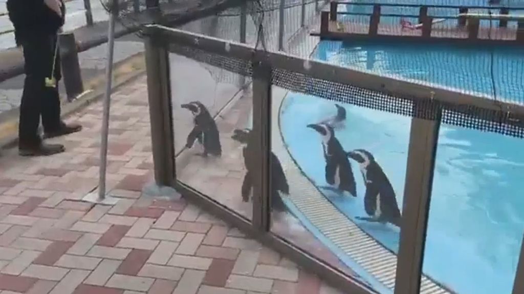 Las imágenes más tiernas de estos pingüinos te sacarán una sonrisa