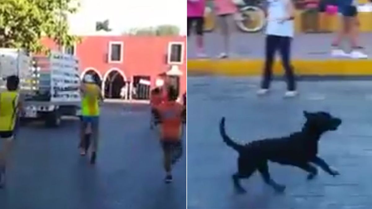 La brutal agresión de un atleta a un perro cachorro en plena maratón de Valladolid (México) que indigna a las redes