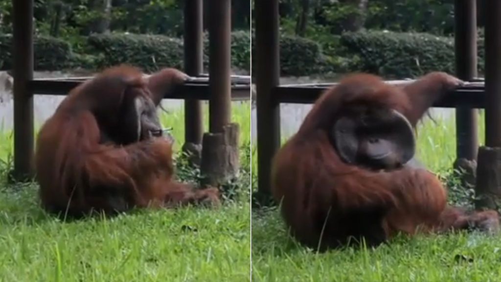 Un orangután fumador provoca la denuncia de los activistas