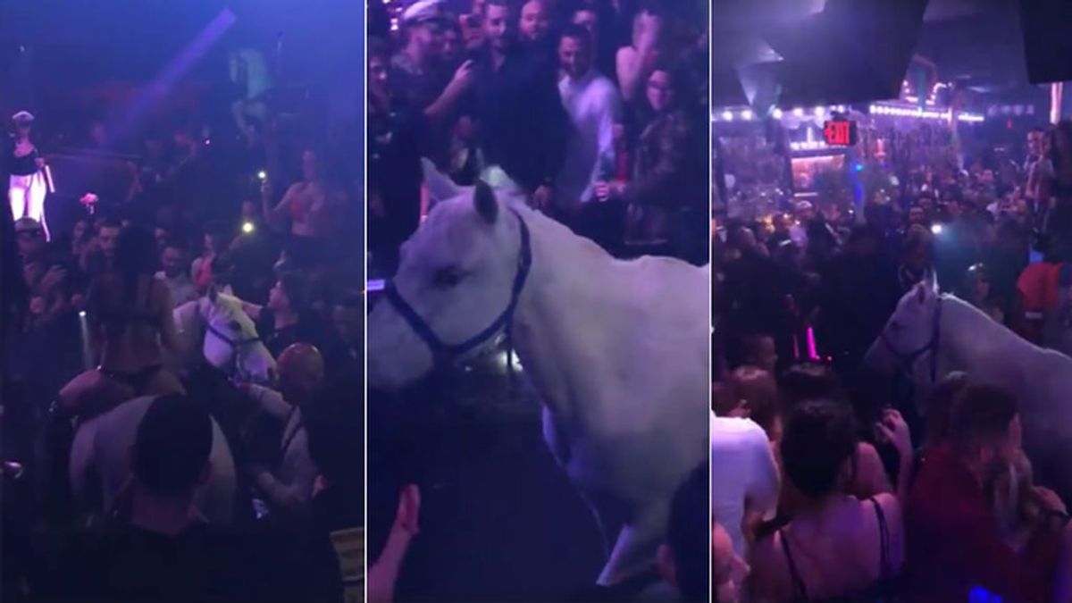Clamor popular contra una discoteca de Miami por meter un caballo dentro del local