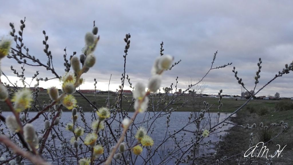 Ana María Herrero Rodríguez en Cantalpino, Salamanca