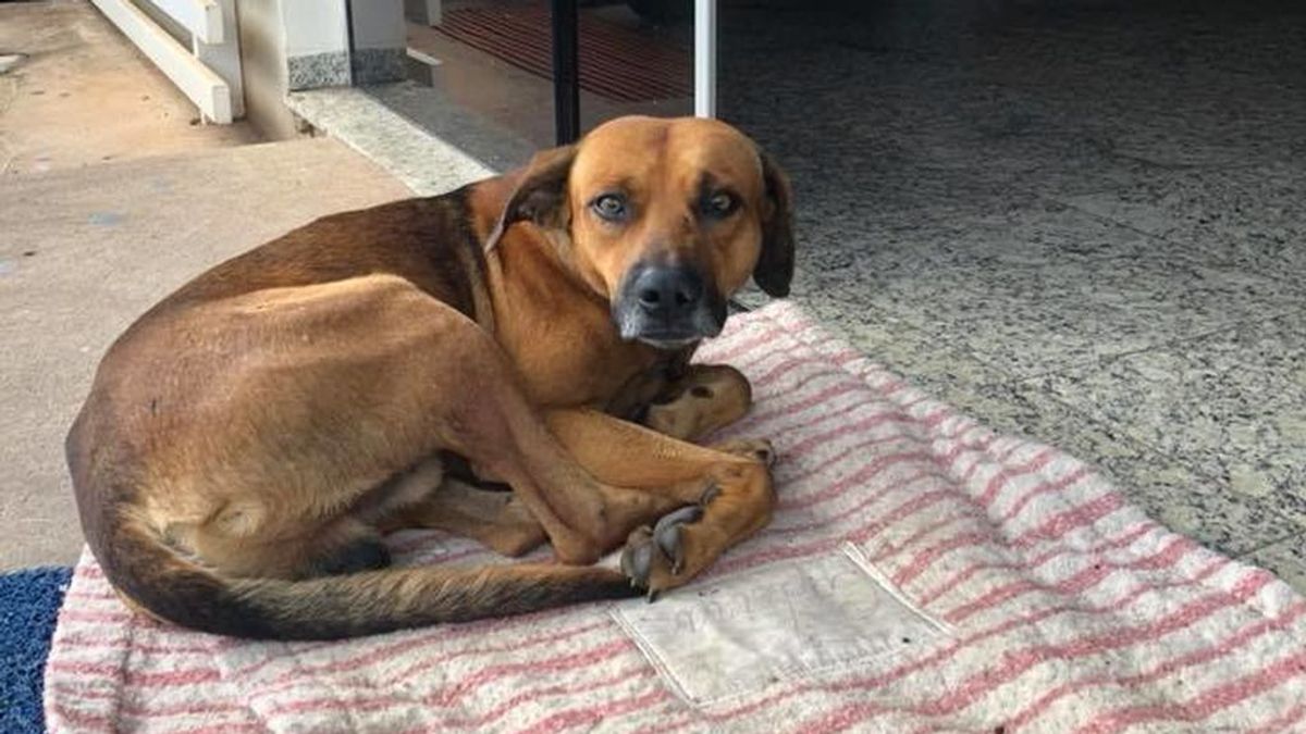 Un perro espera en el hospital a su dueño, muerto cuatro meses atrás