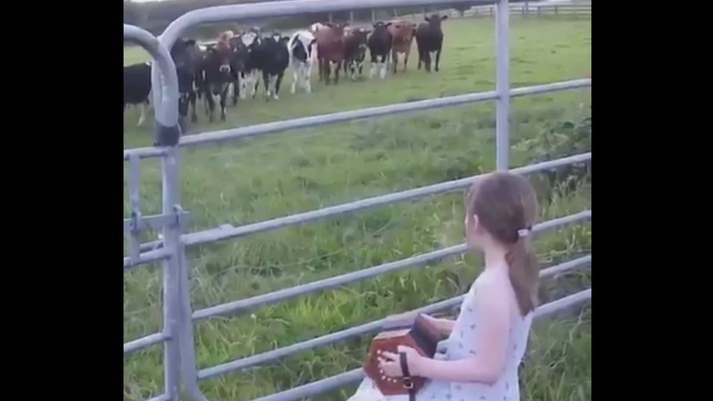 Una niña atrae e hipnotiza a una manada de vacas con las notas de su acordeón