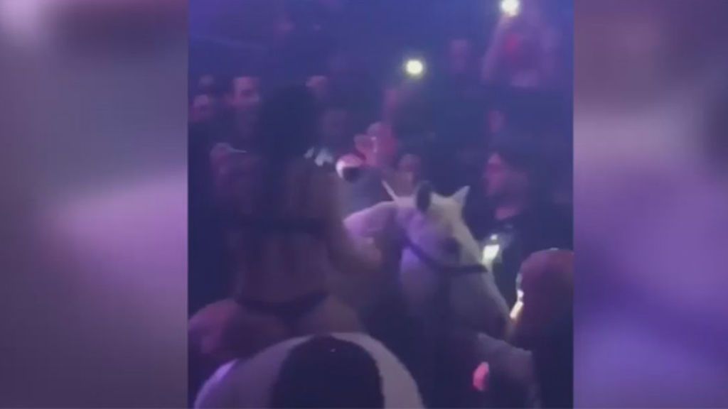 Críticas y denuncias por meter un caballo en una discoteca en Miami