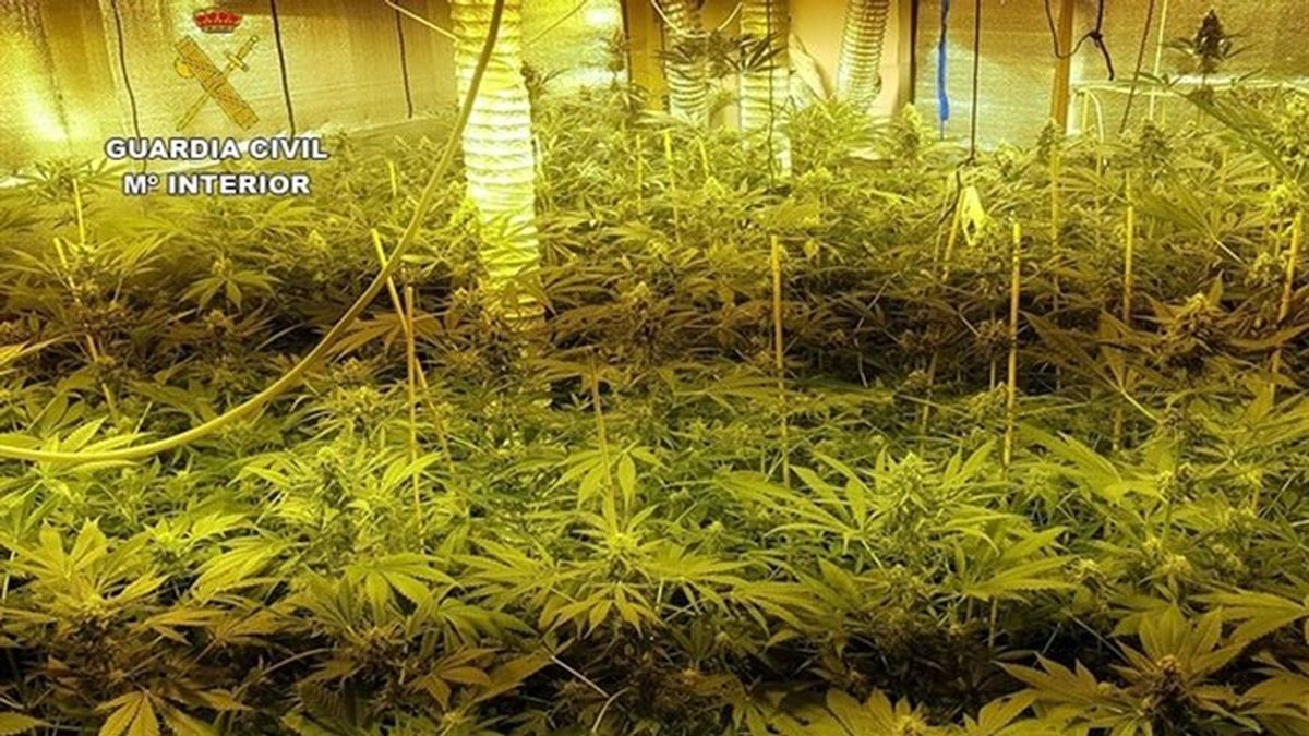 Desmantelada una plantación de 163 plantas de marihuana en un domicilio en Mallorca