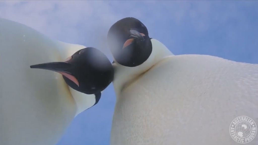 El selfi peculiar de dos pingüinos en mitad de la Antártida