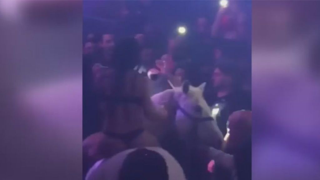 Críticas y denuncias en las redes sociales por meter un caballo en una discoteca en Miami