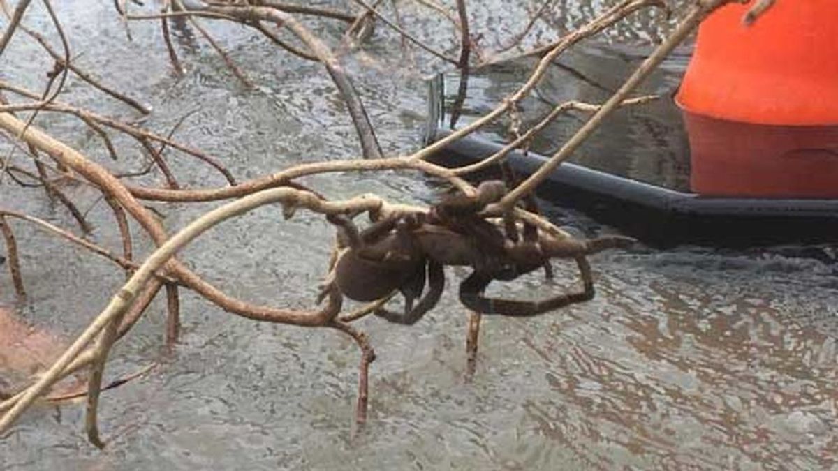 Inundación en Australia: una enorme y peluda araña lucha contra el agua del río Herbert