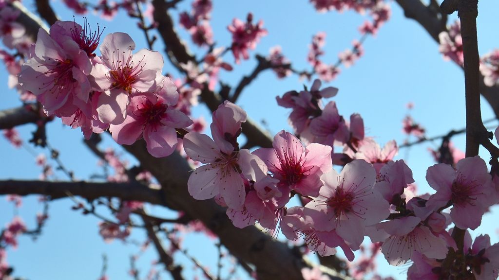 Eloisa Bleda Buitrago en Cieza, Murcia