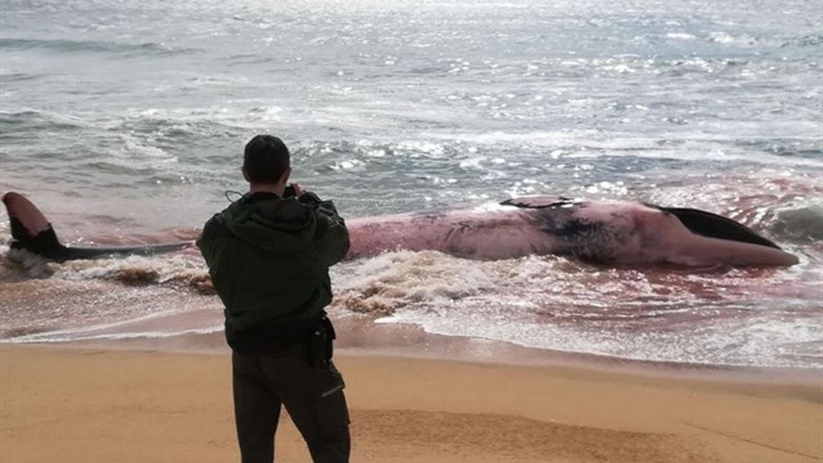 Una ballena muerta aparece en la playa de Barcelona