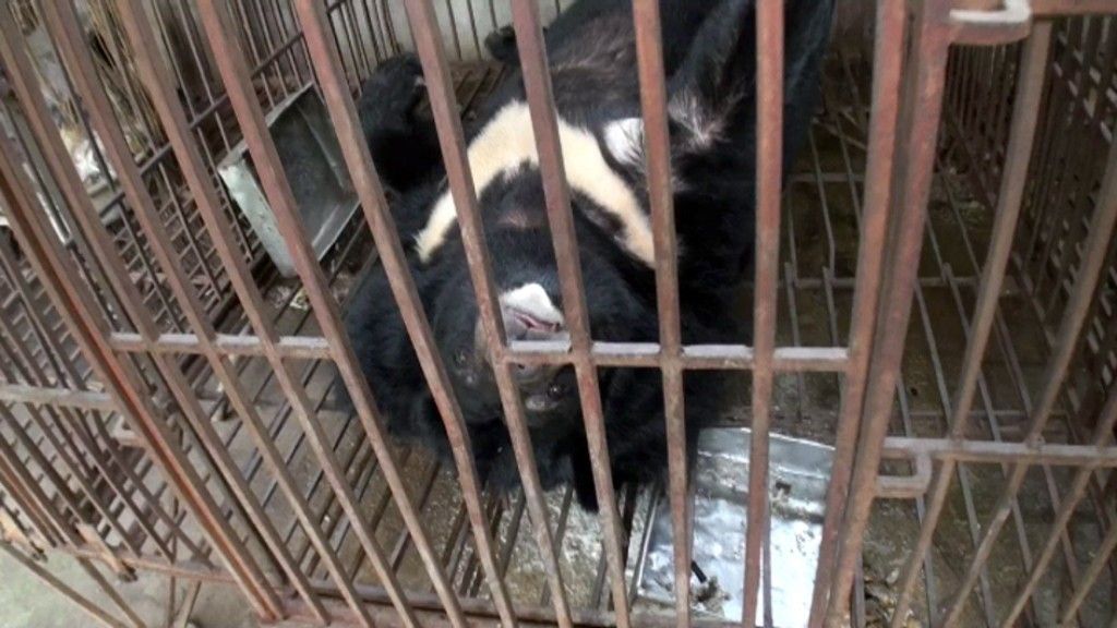Frank Cuesta denuncia a las mafias que explotan a los osos en Vietnam