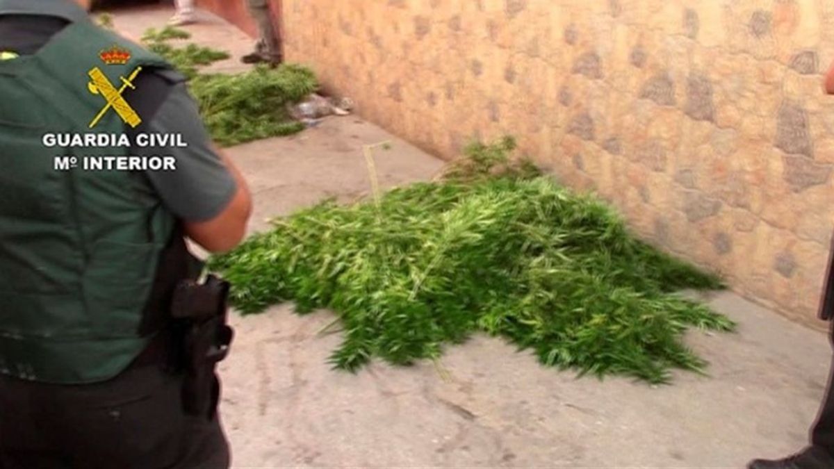 Detenidas 30 personas por cultivar marihuana y 1.273 plantas intervenidas en Málaga