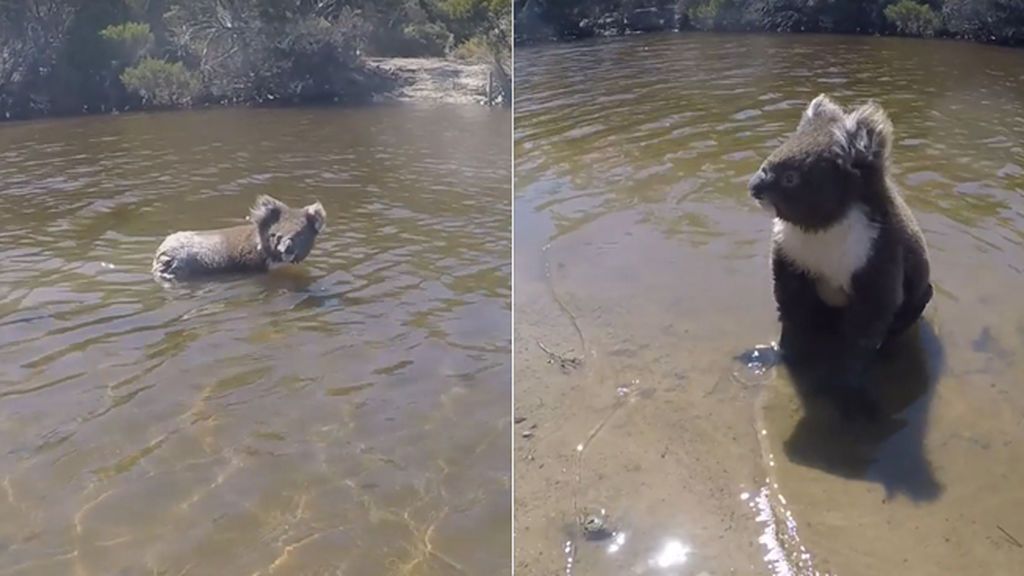 El divertido chapuzón de un koala que enamora a la Red