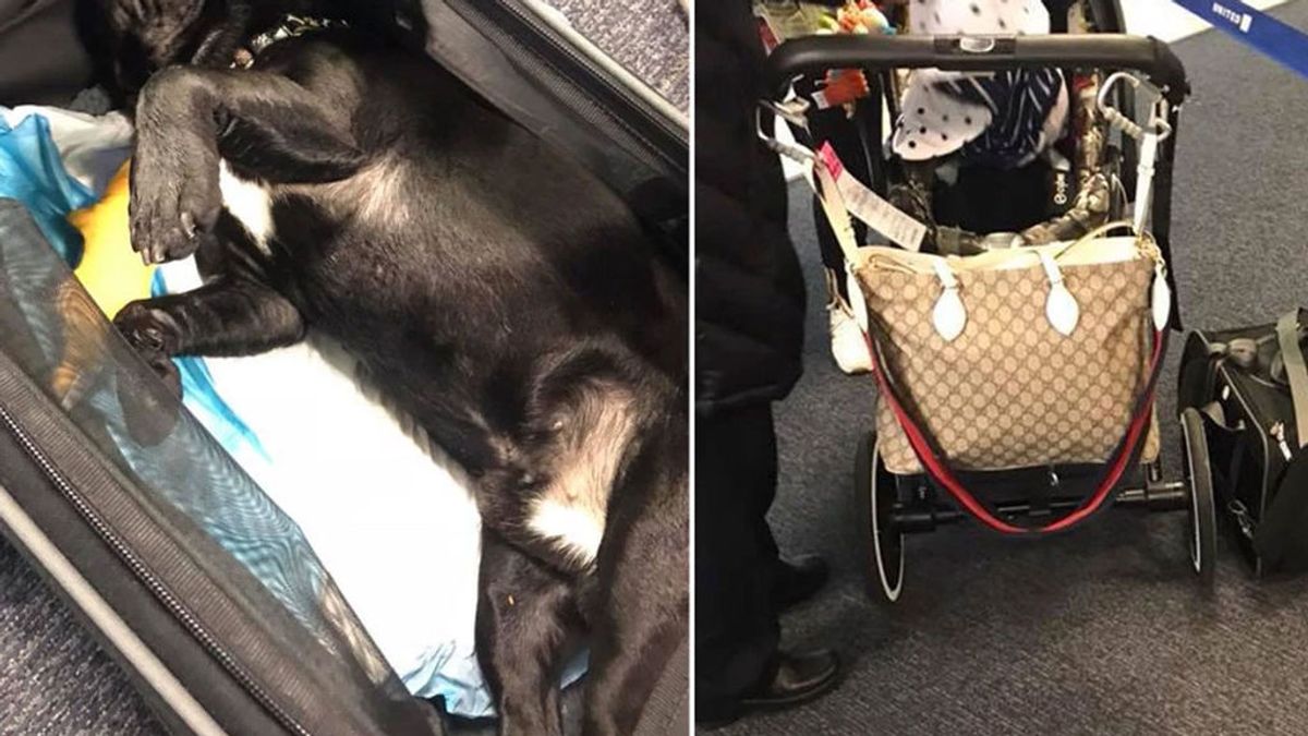 Un perro muere después de que la asistente de vuelo obligara a meterlo en el compartimiento del equipaje de cabina