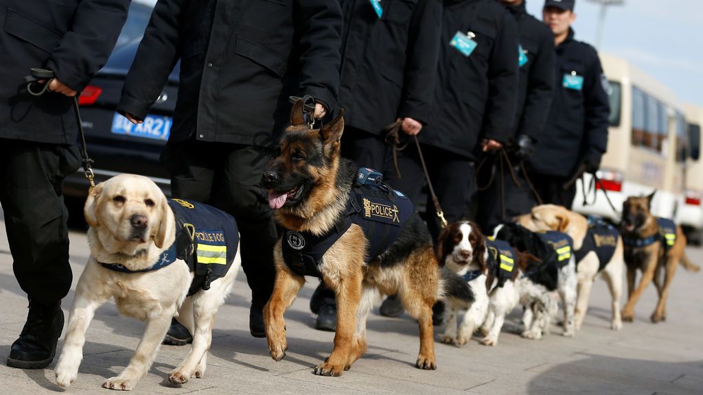 Perros policía en fila