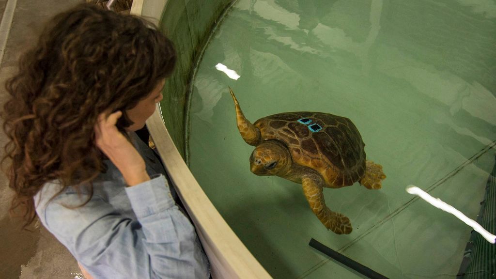 El Oceanográfico… De cerca