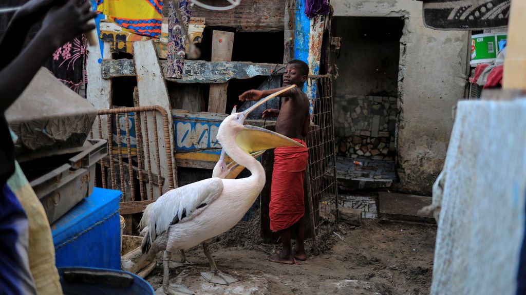 Un niño juega con pelícanos en Yoff, comuna de Dakar, Senegal
