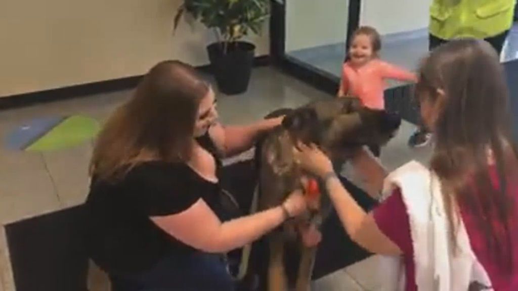 El emotivo reencuentro de un perro con su familia tras viajar por error hasta Japón