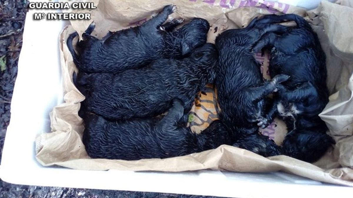 El Seprona rescata y reanima a cinco perros recién nacidos, arrojados a la basura en Pazos de Borbén