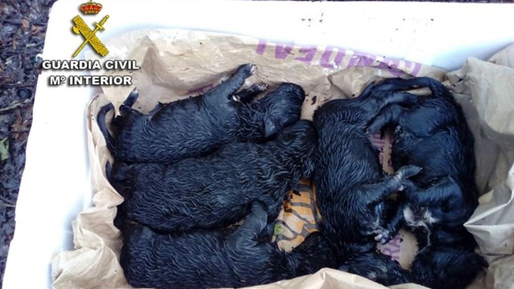 El Seprona rescata a cinco perros recién nacidos, arrojados a la basura en Pontevedra
