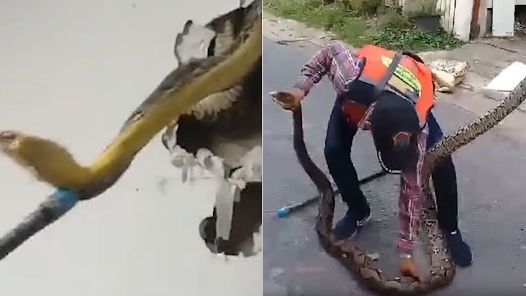 Oye un ruido en la pared y se encuentra una serpiente pitón de 4 metros