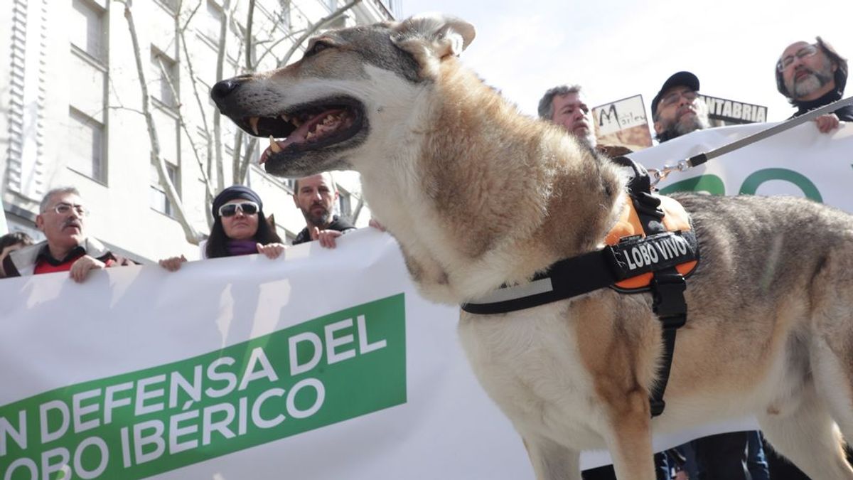 Cientos de personas se manifiestan en Madrid por la defensa del lobo ibérico