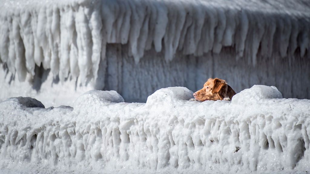 Un perro mira por encima de una casa cubierta de hielo en la bahía de Faxe, al sur de Copenhague (Dinamarca)