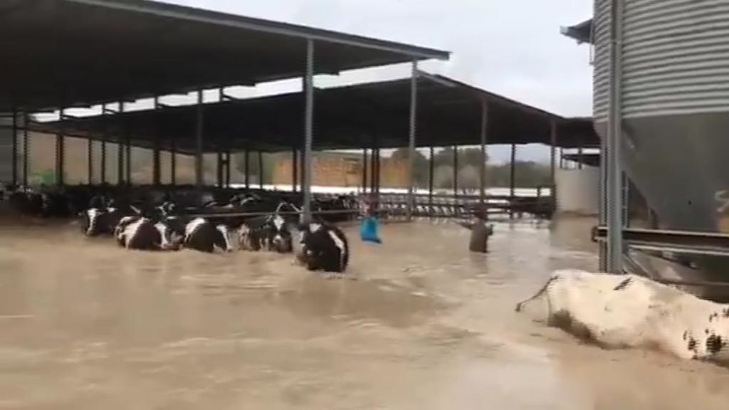 Vacas nadando: las impactantes imágenes que deja el temporal en Andalucía