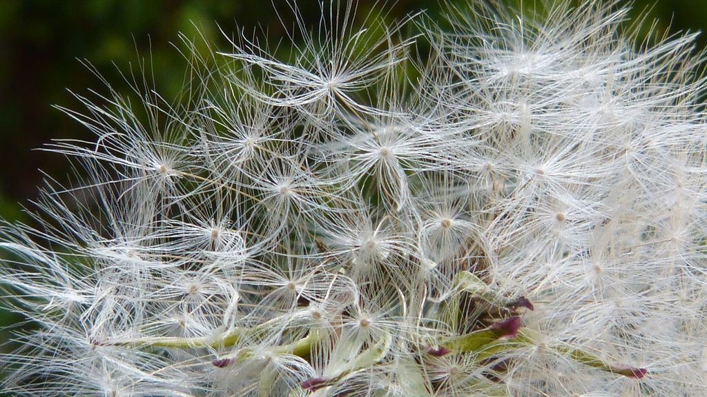 dandelion-760815_1920