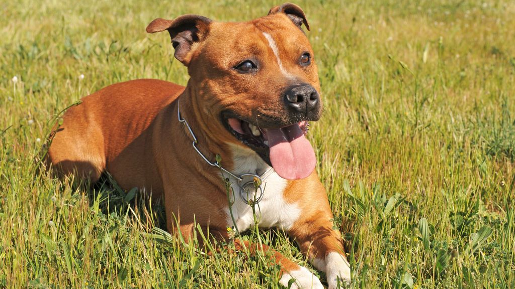 Un Pitbull arranca la oreja a un ladrón que intentó robar en la casa de sus dueños