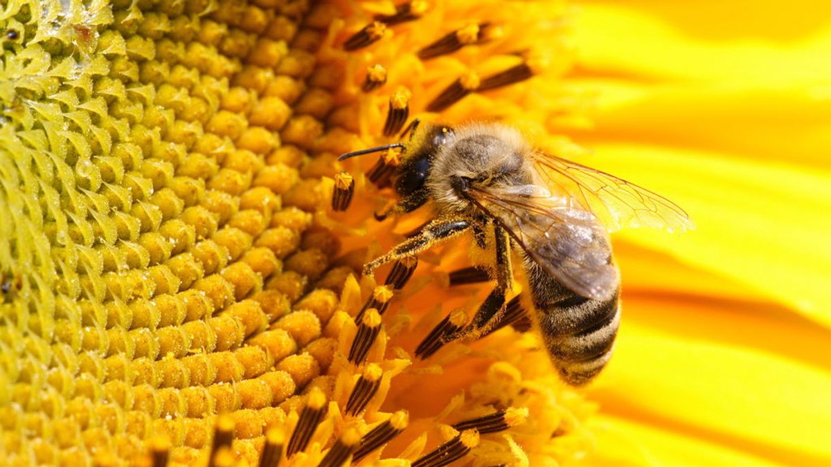 Apiterapia: Una española muere tras someterse a acupuntura con abejas