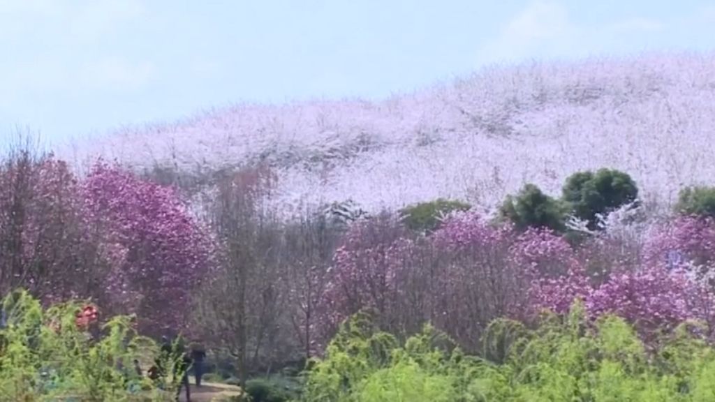 La primavera deja disfrutar de sus propios colores en China y Japón