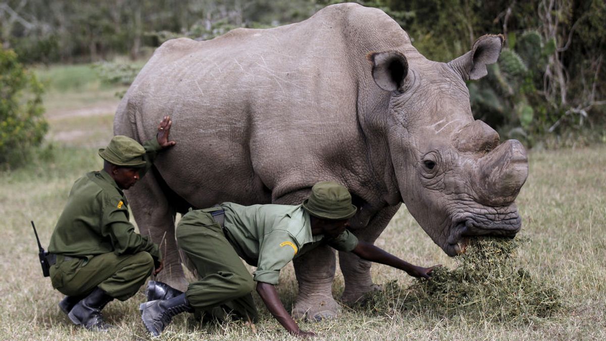 Muere 'Sudán', el último rinoceronte blanco del norte macho del mundo