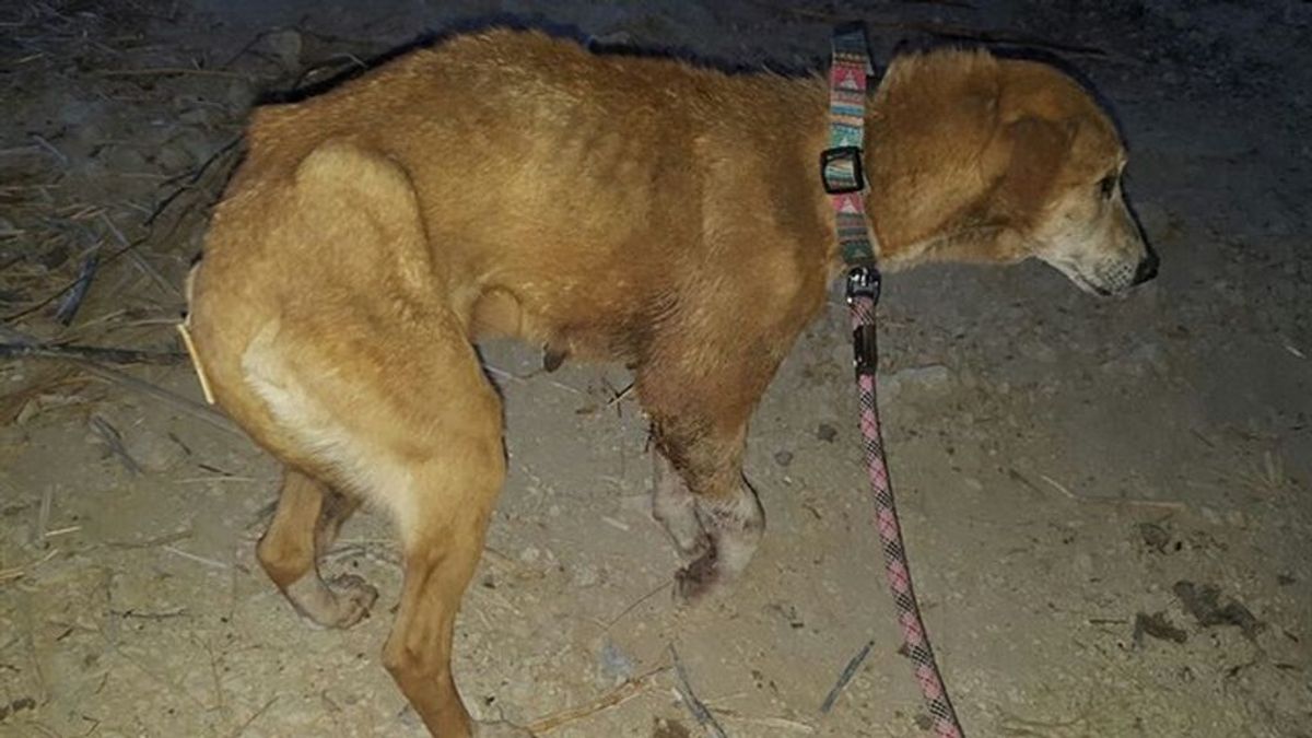 Denunciado el dueño de un perro que estuvo a punto de ser arrastrado por el río en Jaén