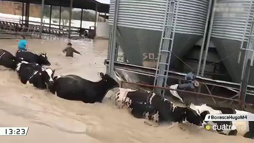 Los destrozos del temporal: cosechas inundadas y ganado afectado
