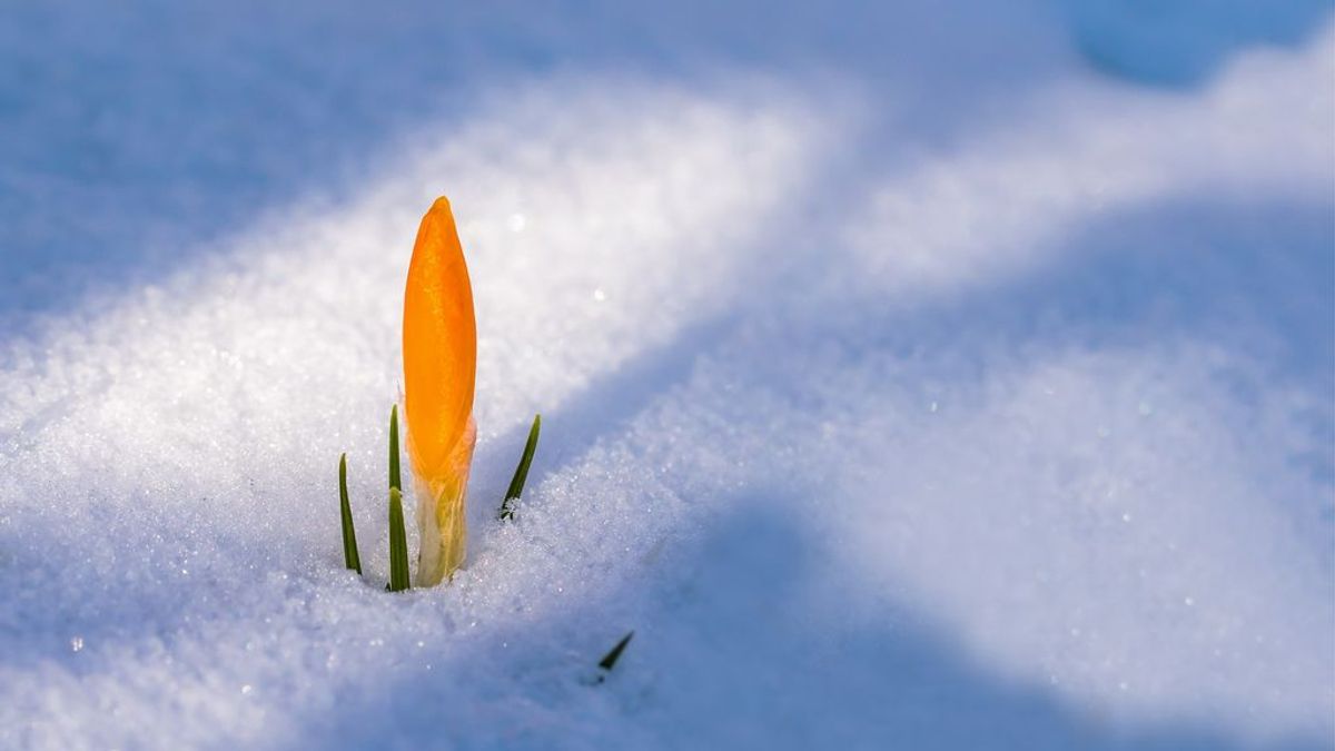 Inicio invernal de la primavera: te contamos cómo va a evolucionar la estación de las flores