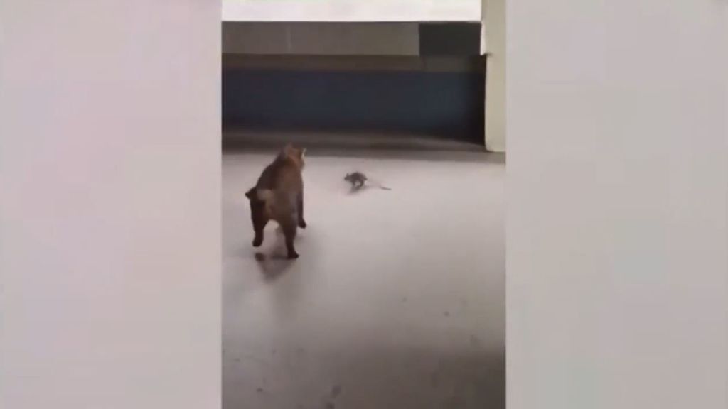 La inusual pelea entre un gato y un ratón que nadie se puede creer