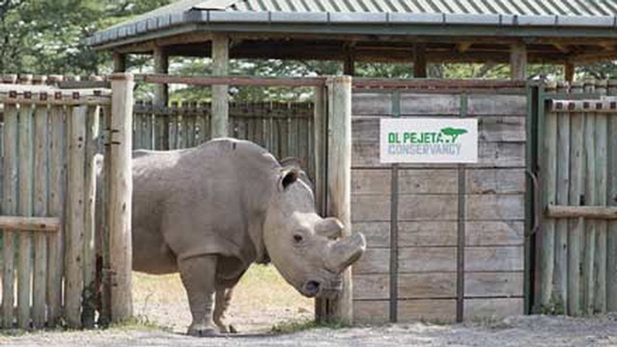El planeta está de luto: el último macho de rinoceronte blanco del norte es sacrificado