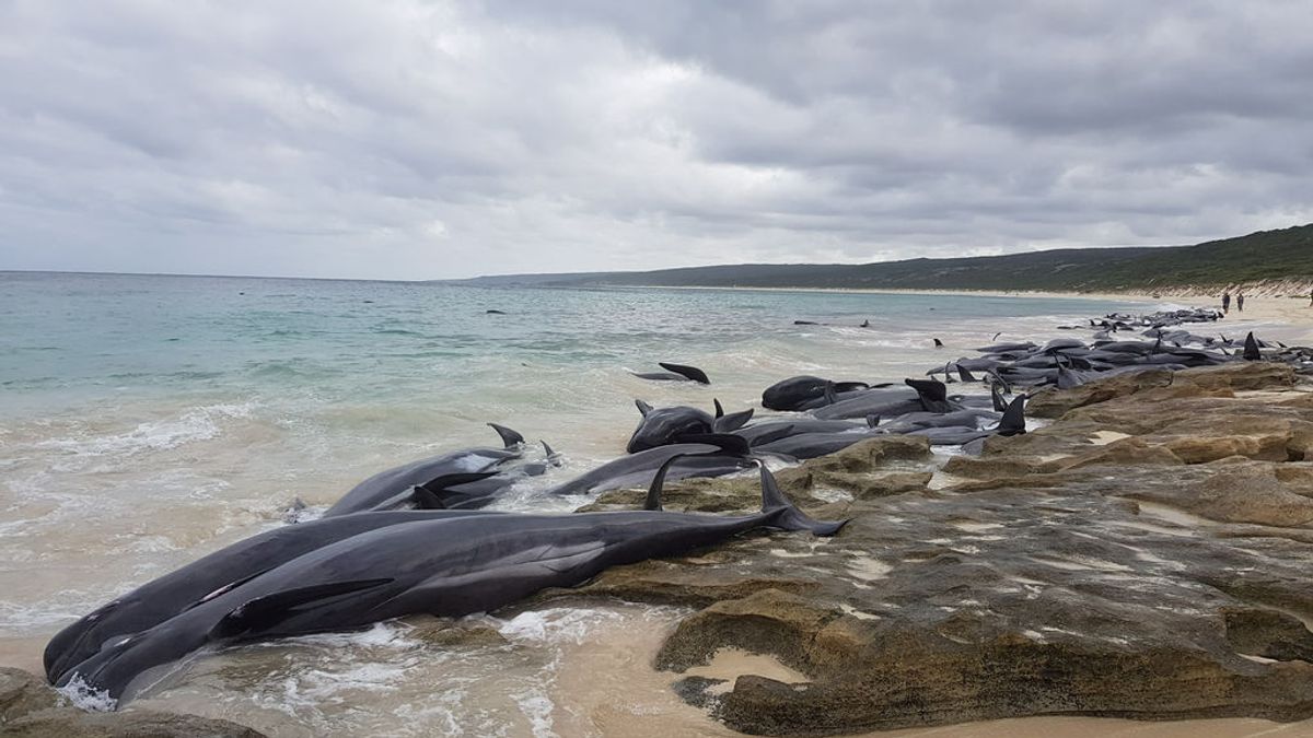 Mueren más de la mitad de las 150 ballenas varadas en una playa australiana