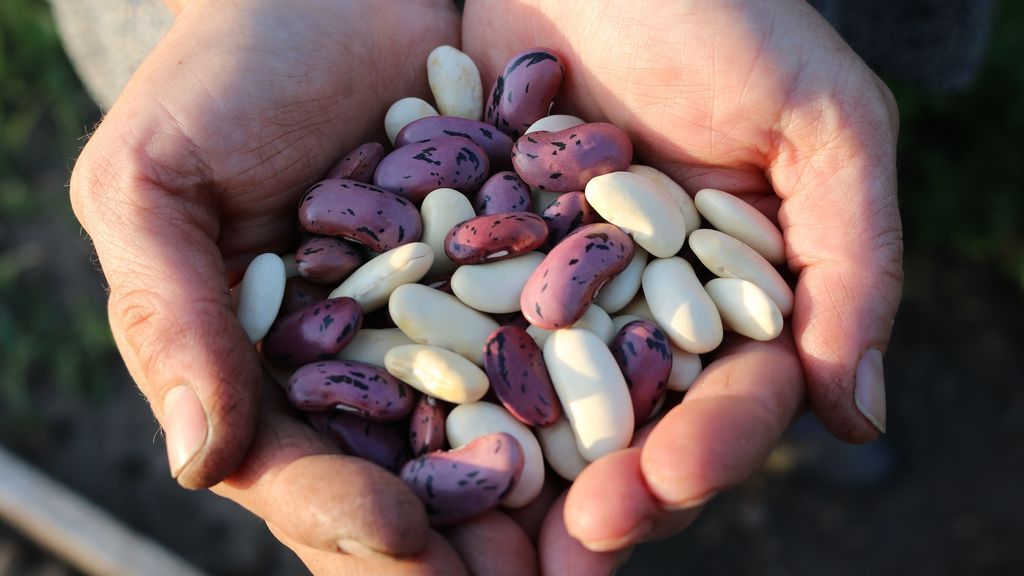 runner-beans-1835646_1920
