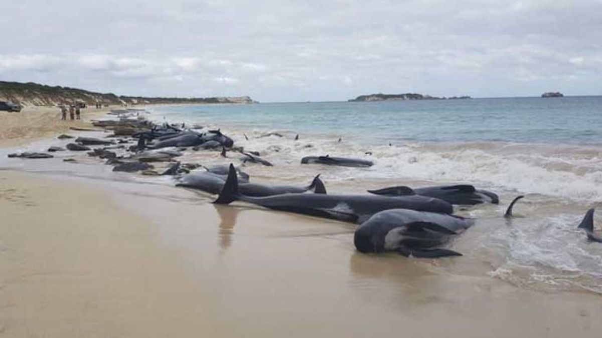 Algunas de las ballenas varadas en la bahía Hamelin, Australia