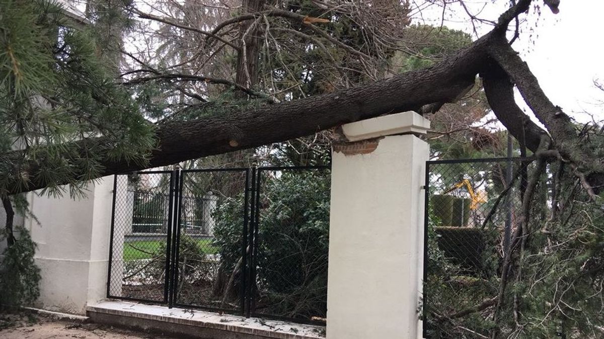 Herido un hombre de 34 años tras la caída de una rama en Madrid