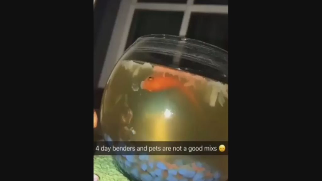 El homenaje a su pez muerto acaba frustrado por culpa de un pato