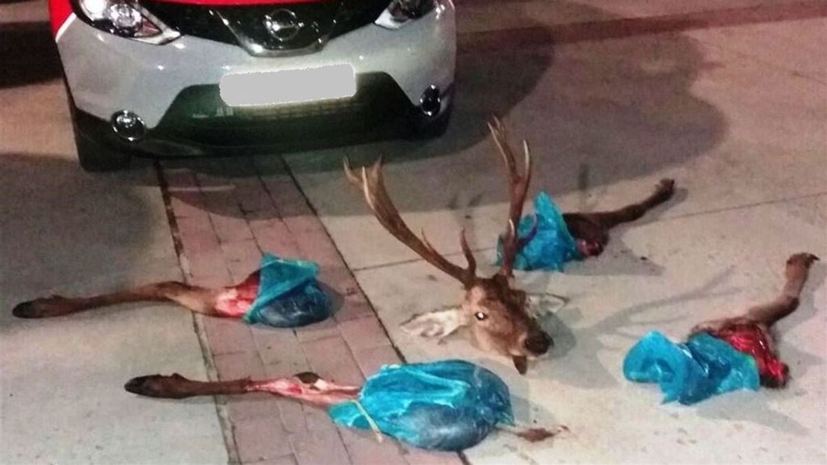 Sorprendidos con un ciervo descuartizado en su vehículo en Pamplona