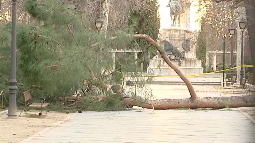 Muere un niño de 4 años tras ser aplastado por un árbol en El Retiro