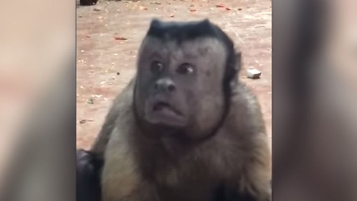 Un mono con expresión humana causa furor en las redes sociales