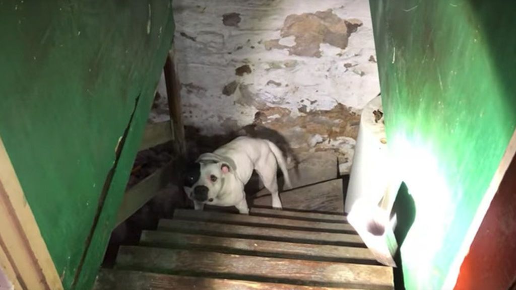 Descubre un perro encadenado en el sótano de la casa a la que se acaba de mudar