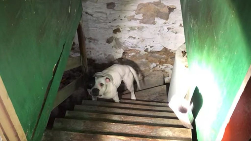 Descubre un perro encadenado en el sótano de la casa a la que se acaba de mudar