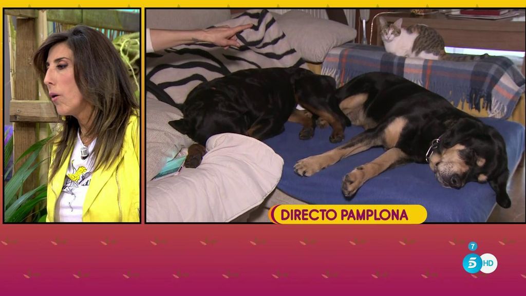 Maite Galdeano y sus mascotas: dos perros y tres gatos